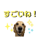 かわいい犬たちの幸せスタンプ(ミパヌバタ)（個別スタンプ：32）