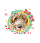 今年もよろしくわん（個別スタンプ：1）