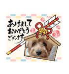 今年もよろしくわん（個別スタンプ：4）