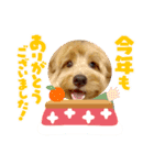 今年もよろしくわん（個別スタンプ：5）
