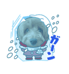 冬が寒いわんこ（個別スタンプ：1）