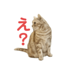 アメリカンショートヘアー 猫（個別スタンプ：2）