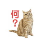 アメリカンショートヘアー 猫（個別スタンプ：3）