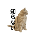 アメリカンショートヘアー 猫（個別スタンプ：4）