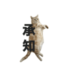 アメリカンショートヘアー 猫（個別スタンプ：5）