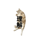 アメリカンショートヘアー 猫（個別スタンプ：6）