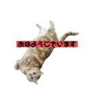アメリカンショートヘアー 猫（個別スタンプ：7）