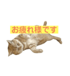 アメリカンショートヘアー 猫（個別スタンプ：8）