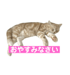 アメリカンショートヘアー 猫（個別スタンプ：9）
