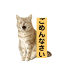 アメリカンショートヘアー 猫（個別スタンプ：10）