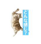 アメリカンショートヘアー 猫（個別スタンプ：11）