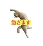アメリカンショートヘアー 猫（個別スタンプ：12）