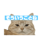 アメリカンショートヘアー 猫（個別スタンプ：15）