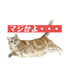 アメリカンショートヘアー 猫（個別スタンプ：16）