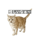 アメリカンショートヘアー 猫（個別スタンプ：17）