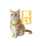 アメリカンショートヘアー 猫（個別スタンプ：18）