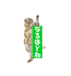 アメリカンショートヘアー 猫（個別スタンプ：19）