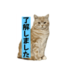 アメリカンショートヘアー 猫（個別スタンプ：20）