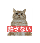アメリカンショートヘアー 猫（個別スタンプ：21）