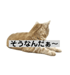 アメリカンショートヘアー 猫（個別スタンプ：22）