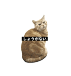 アメリカンショートヘアー 猫（個別スタンプ：23）