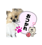 パーティーカラーのポメラニアン3（個別スタンプ：2）