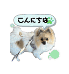 パーティーカラーのポメラニアン3（個別スタンプ：3）