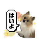 パーティーカラーのポメラニアン3（個別スタンプ：7）