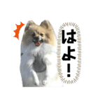 パーティーカラーのポメラニアン3（個別スタンプ：8）