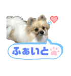 パーティーカラーのポメラニアン3（個別スタンプ：19）