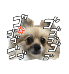 パーティーカラーのポメラニアン3（個別スタンプ：22）