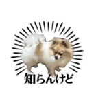 パーティーカラーのポメラニアン3（個別スタンプ：24）