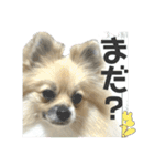 パーティーカラーのポメラニアン3（個別スタンプ：26）
