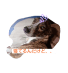 ラッキーなまいにち（個別スタンプ：3）