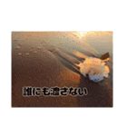 海の写真風スタンプ①（恋愛バージョン）（個別スタンプ：8）