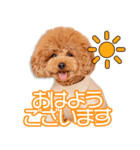 菊川家のとろまるちゃん（個別スタンプ：1）