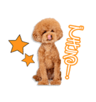 菊川家のとろまるちゃん（個別スタンプ：4）