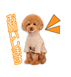 菊川家のとろまるちゃん（個別スタンプ：7）