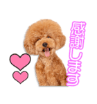 菊川家のとろまるちゃん（個別スタンプ：8）