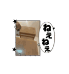 うちの動物たち最強最愛スタンプ(改良)（個別スタンプ：15）