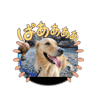 パドパド時々なぴお（個別スタンプ：4）