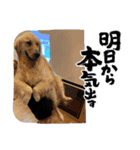 パドパド時々なぴお（個別スタンプ：6）