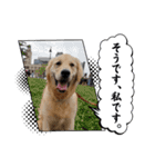 パドパド時々なぴお（個別スタンプ：7）