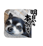 パドパド時々なぴお（個別スタンプ：9）