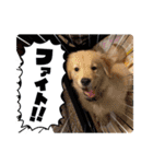 パドパド時々なぴお（個別スタンプ：10）
