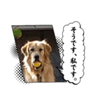 パドパド時々なぴお（個別スタンプ：11）