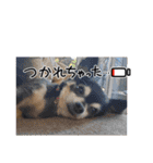 パドパド時々なぴお（個別スタンプ：12）