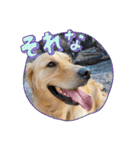 パドパド時々なぴお（個別スタンプ：20）