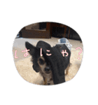 パドパド時々なぴお（個別スタンプ：21）