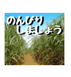 サキシマ諸島巡り大好き。沖縄行きたい！（個別スタンプ：5）